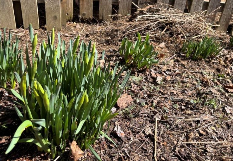 I start by gently clearing the tulip and daffodil beds, giving them room to shining while leaving a little bit to mulch and nourish the soil.